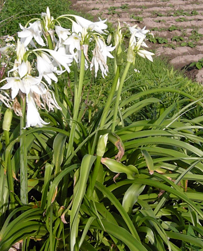 Amaryllis080623.jpg