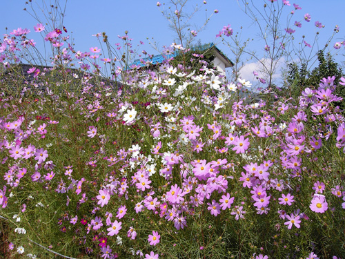 Cosmos081009.jpg