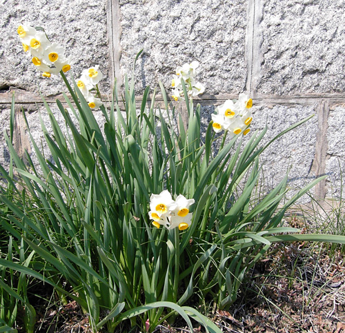 Daffodil080315.jpg