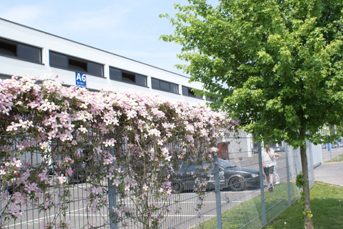 Flower_on_fence.jpg