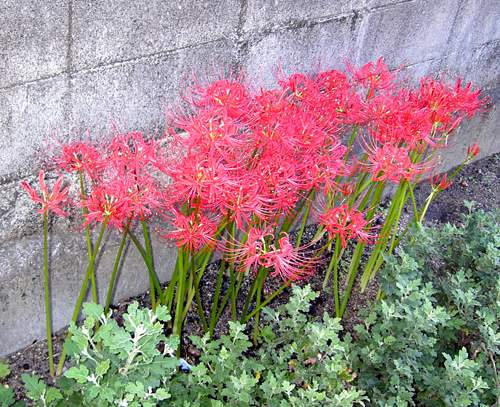 Higanbana110922.jpg
