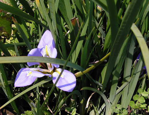 Iris080315.jpg