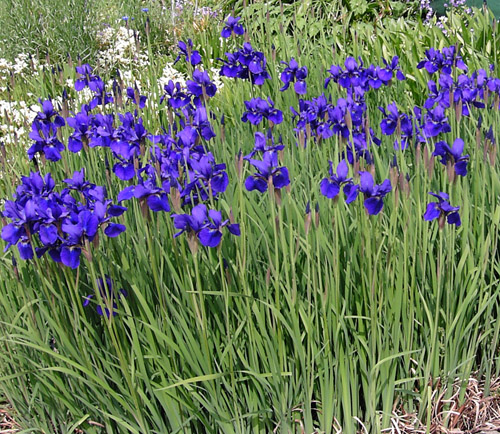 Iris100504_1.jpg