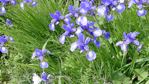 Iris100518.jpg