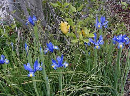 Iris110426.jpg