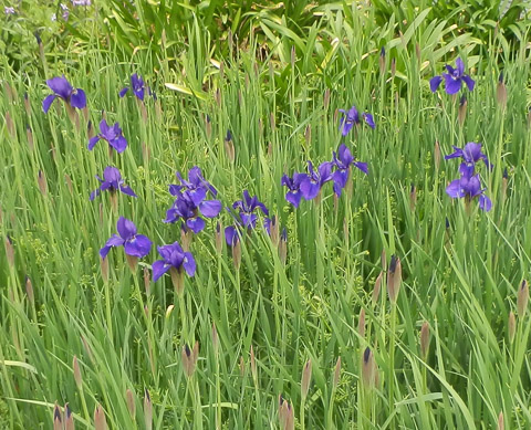 Iris120429_1.jpg