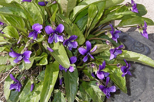 Violet100321.jpg