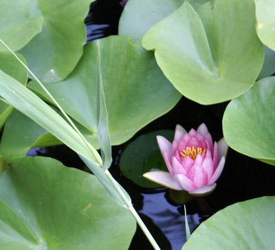 Waterlily080806.jpg