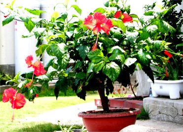 Hibiscus.jpg