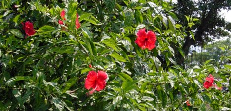 Hibiscus1.jpg