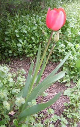 Tulip.jpg