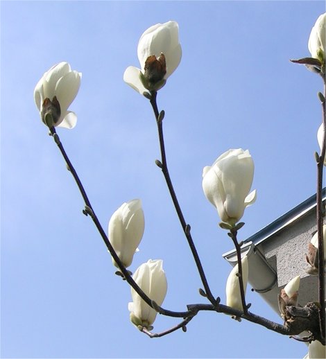 WhiteMagnolia.jpg