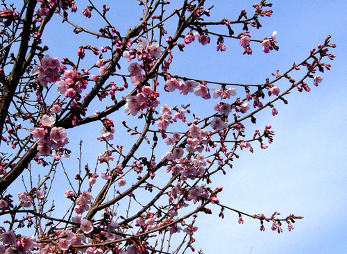 cherryblossom.jpg