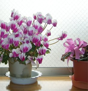 cyclamen.jpg