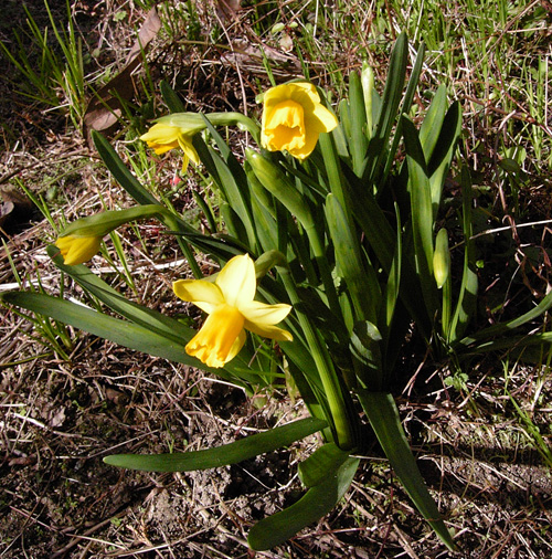daffodil0301.jpg