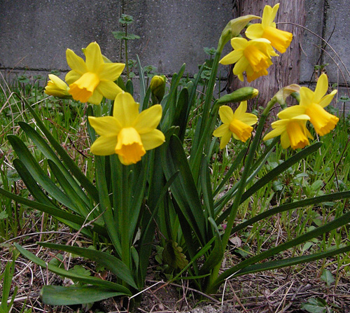 daffodila070303.jpg