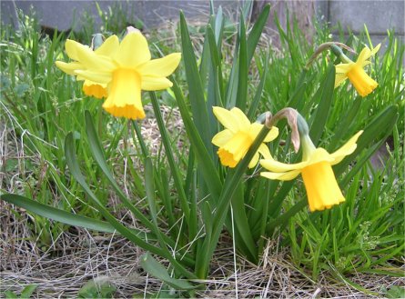 daffodil3.jpg