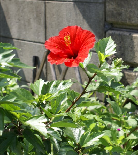 hibiscus4.jpg