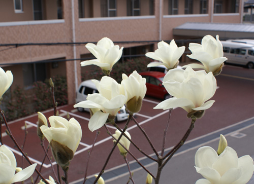 magnolia070303.jpg