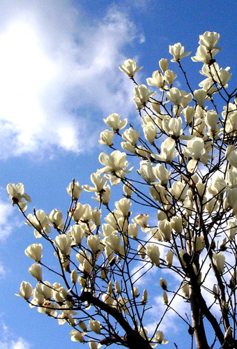 magnolia070306.jpg