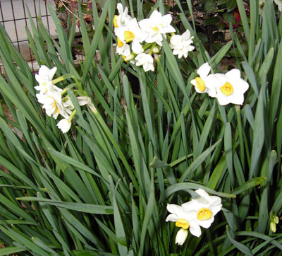 daffodil080229.jpg