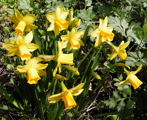 daffodil080318.jpg