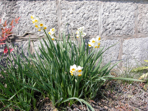 daffodil090215.jpg
