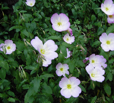 flower080515.jpg