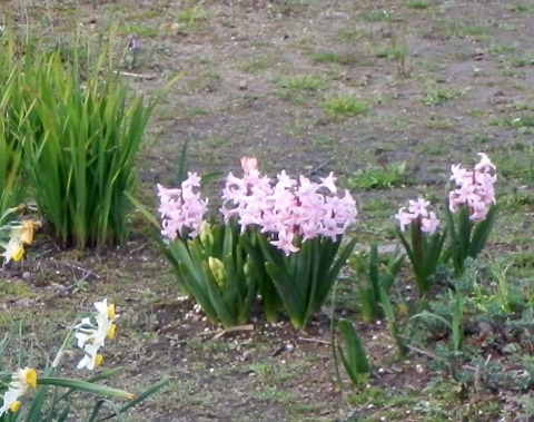 hyacinth130319.jpg