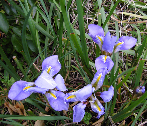 iris100302.jpg