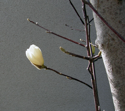 magnolia080320.jpg