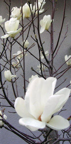 magnolia080325.jpg