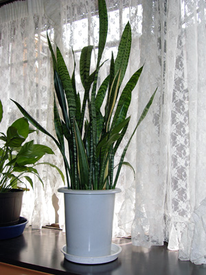 sansevieria080318.jpg