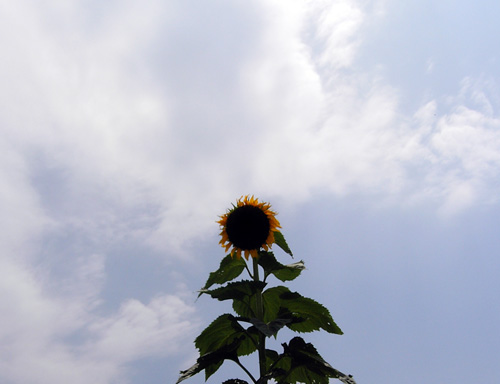 sunflower080723.jpg