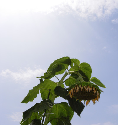 sunflower080723b.jpg