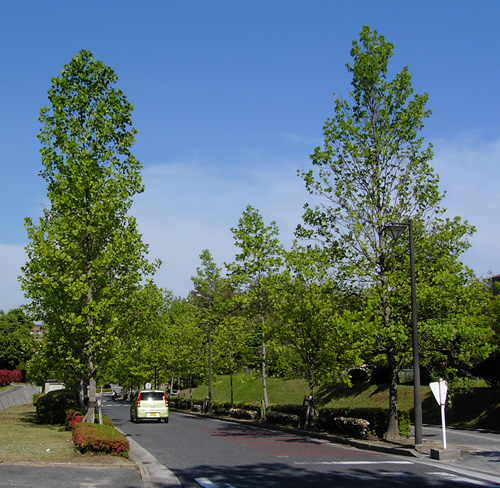 sycamore080512.jpg