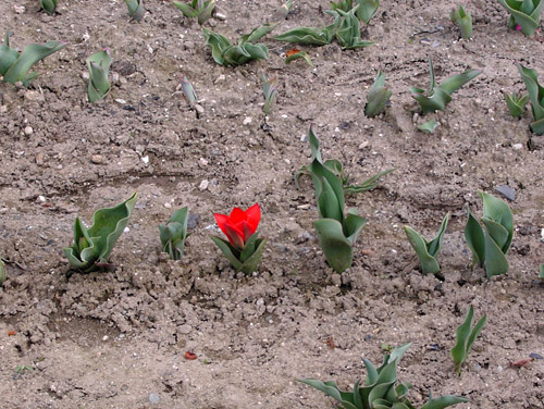tulip110314.jpg