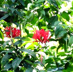 Hibiscus3a.jpg