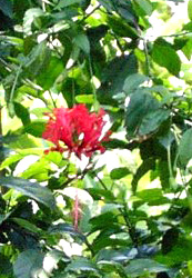 Hibiscus3aa.jpg