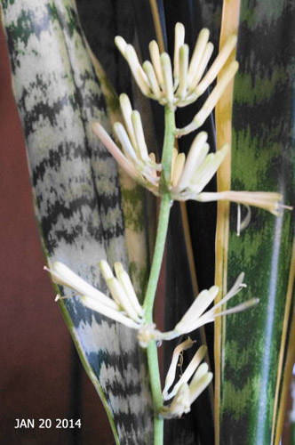 Sansevieria140120.jpg