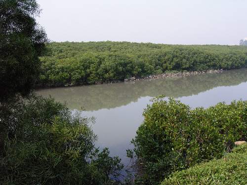 mangrove_0.jpg