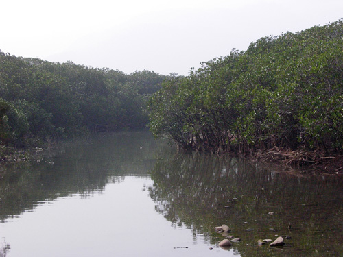 mangrove_6.jpg
